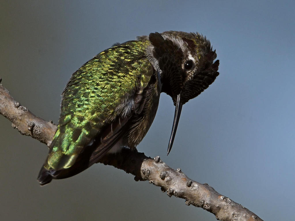 Hummer13.jpg