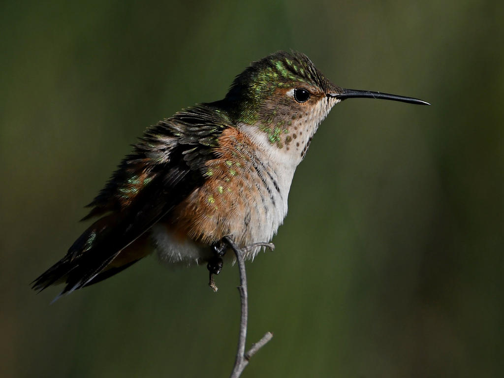 Hummer13.jpg