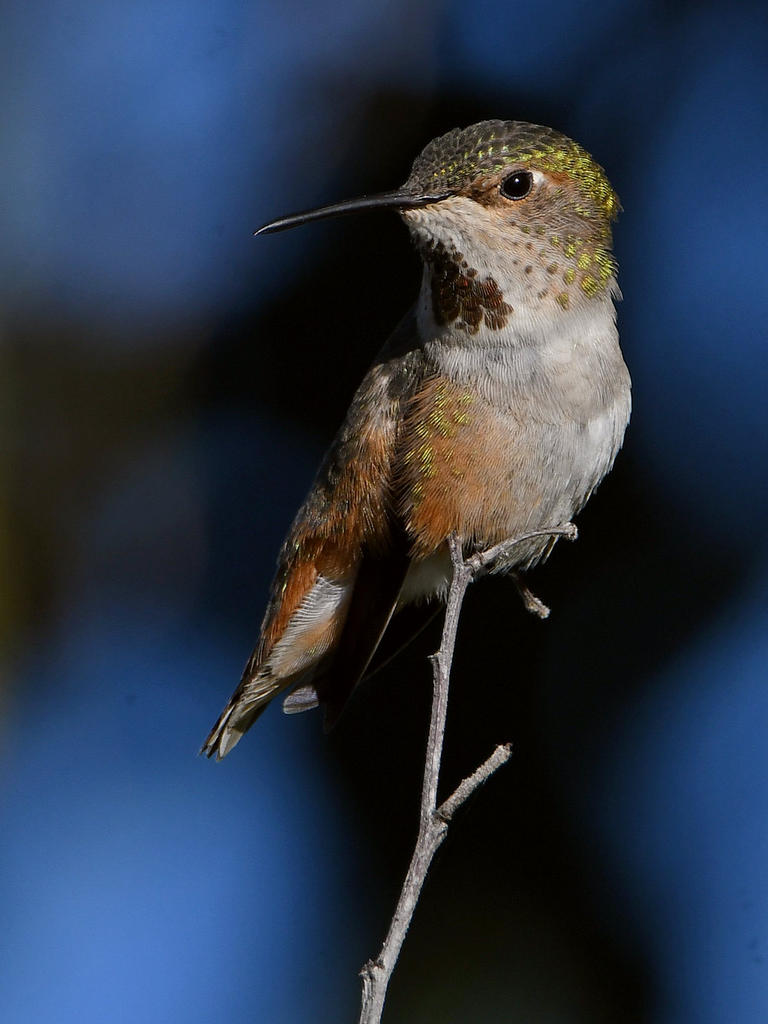 Hummer13.jpg