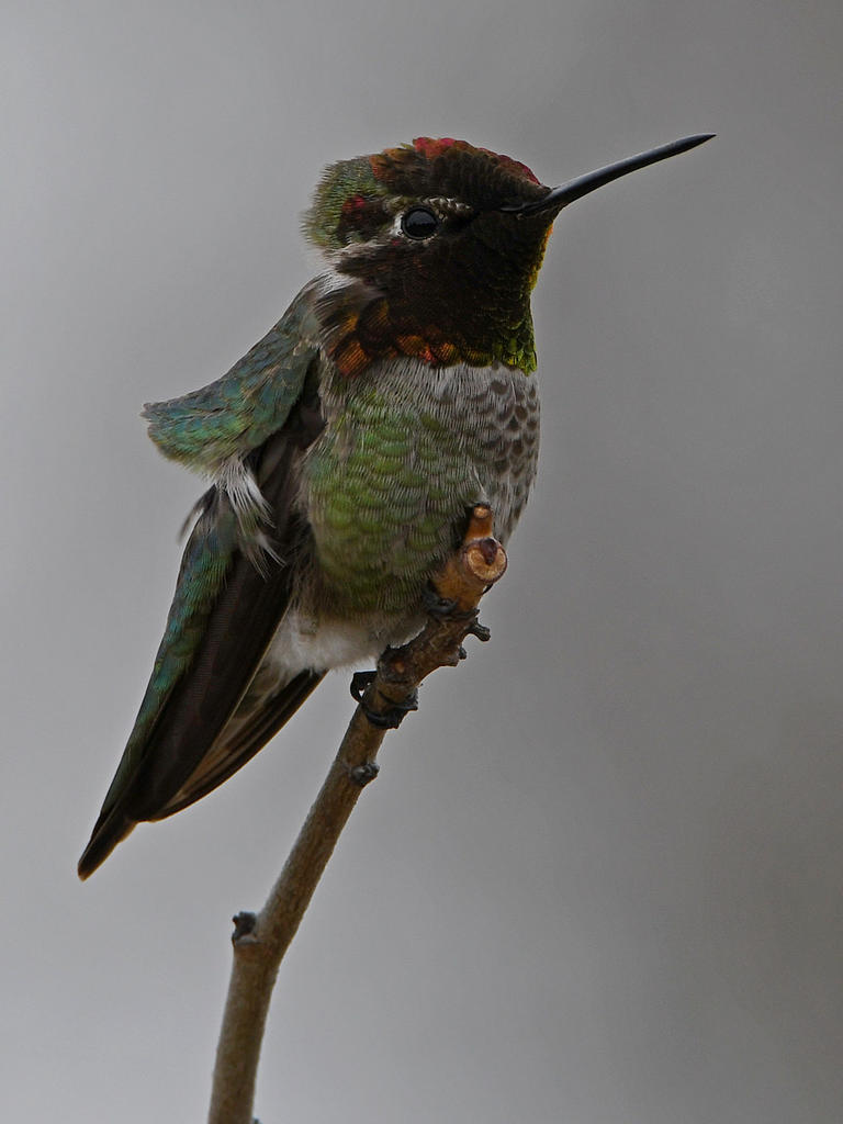 Hummer13.jpg