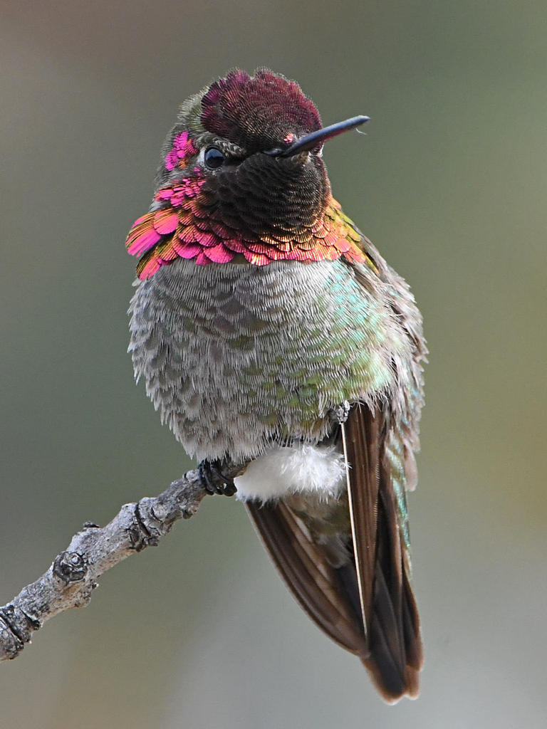 Hummer13.jpg