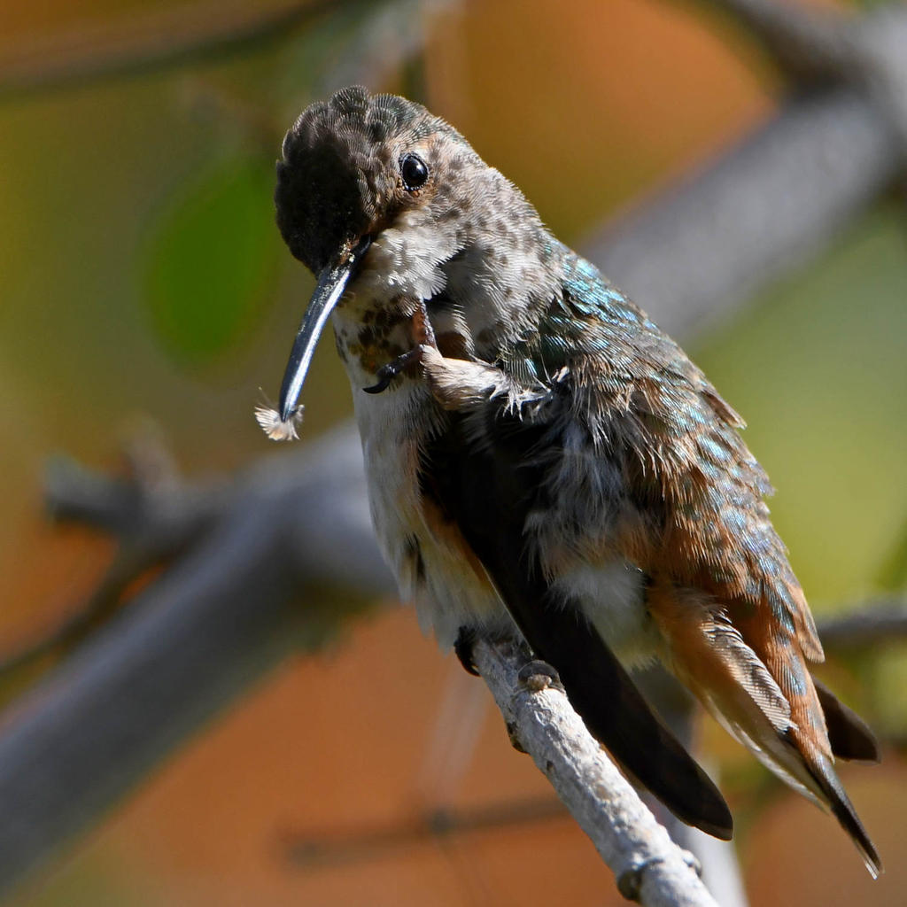Hummer13.jpg