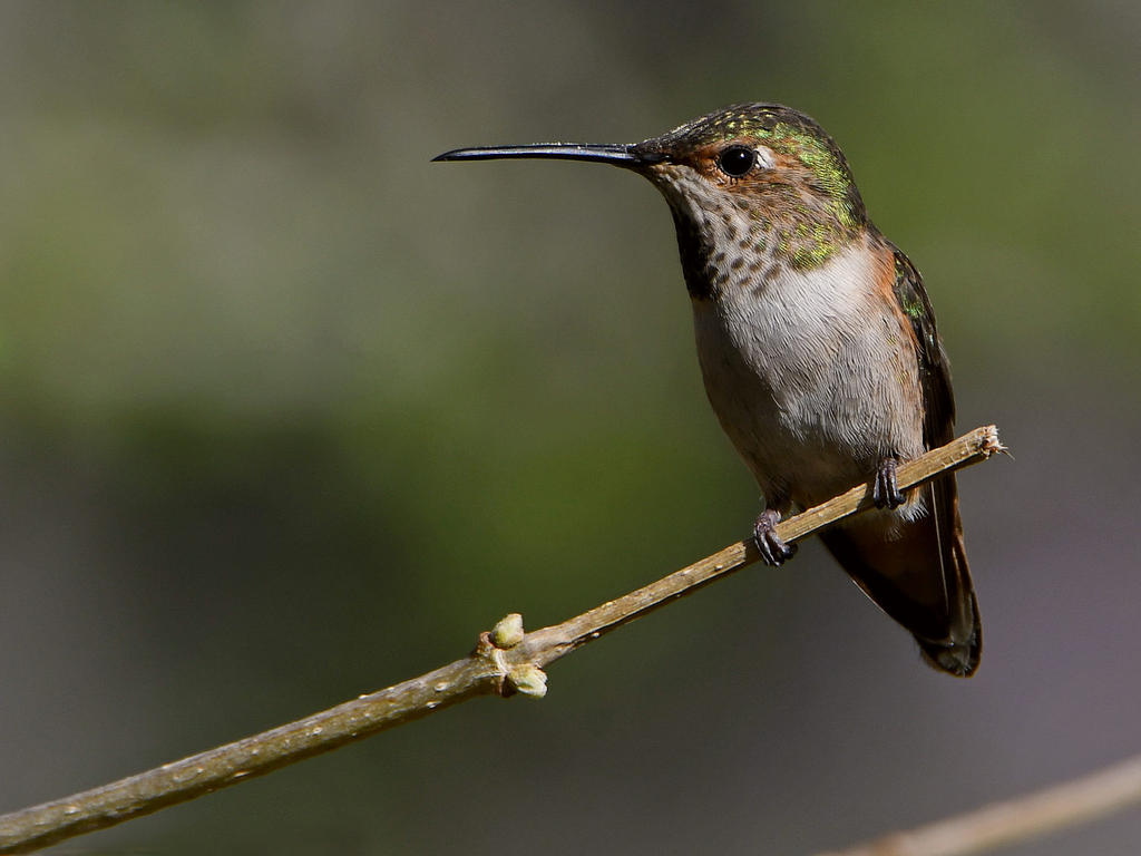 Hummer13.jpg