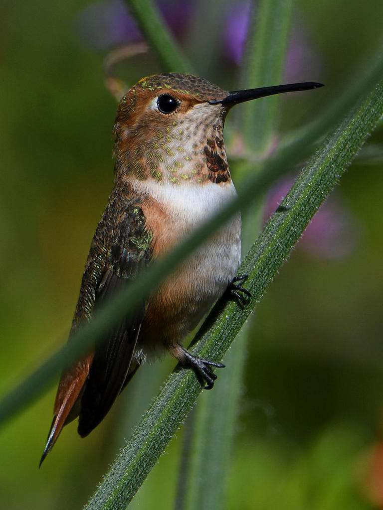 Hummer13.jpg