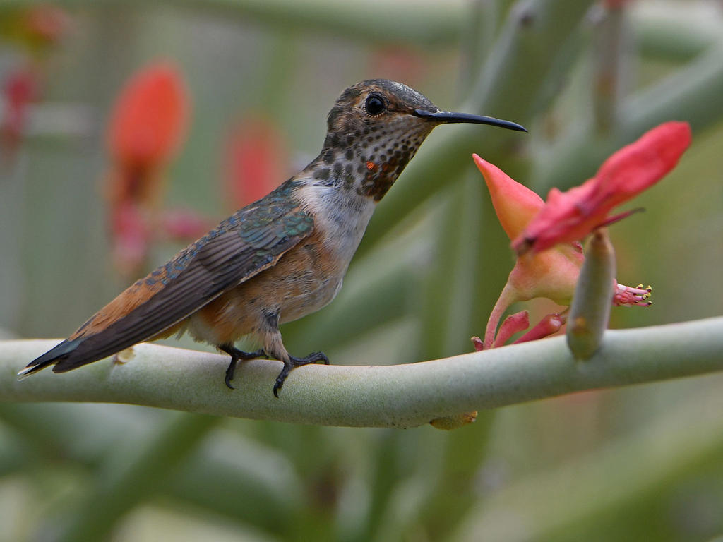 Hummer13.jpg