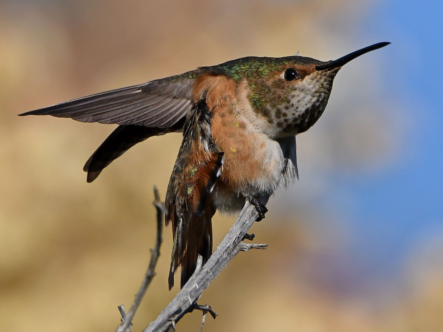 Hummer13.jpg