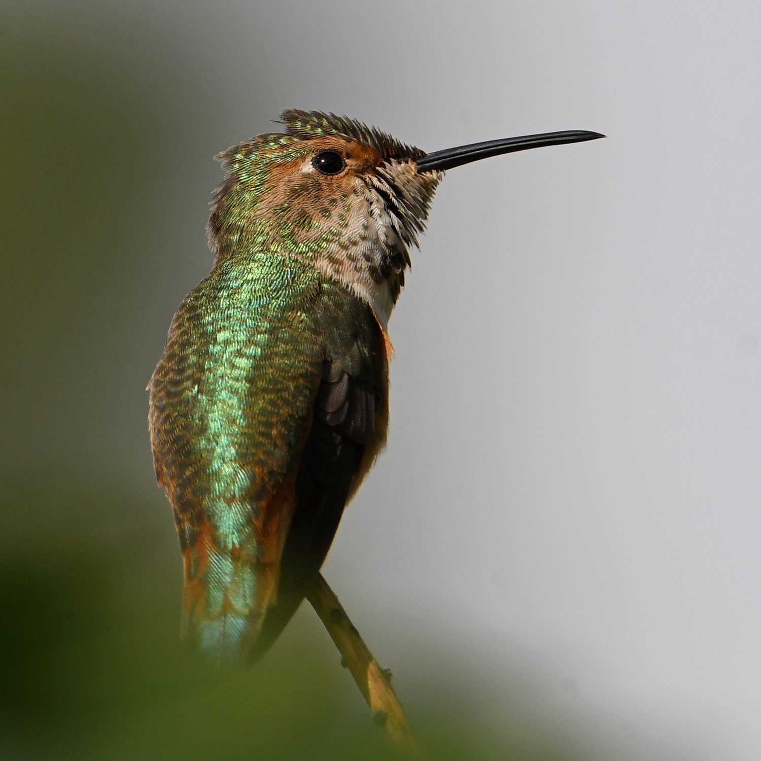 Hummer13.jpg