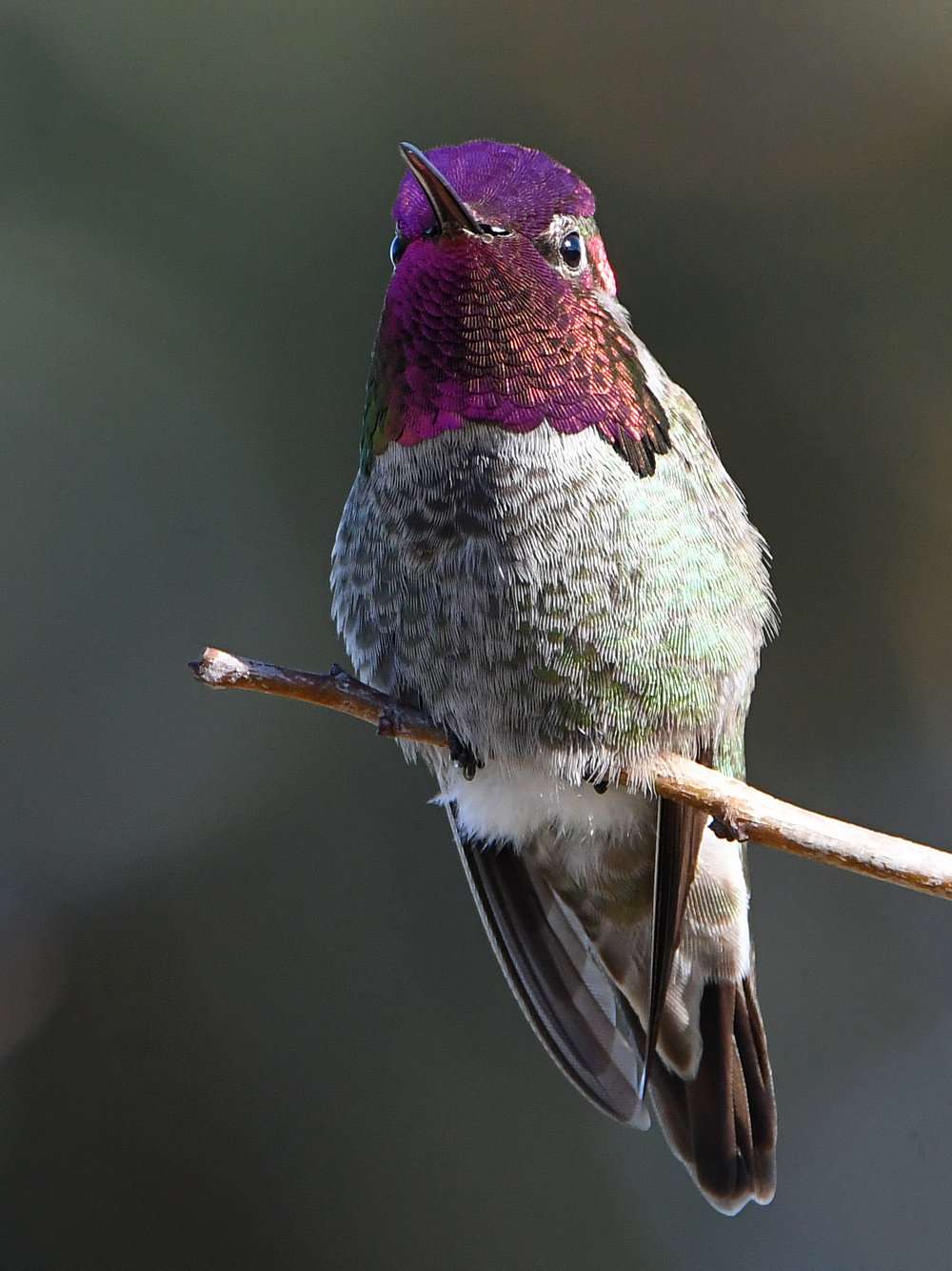 Hummer13.jpg
