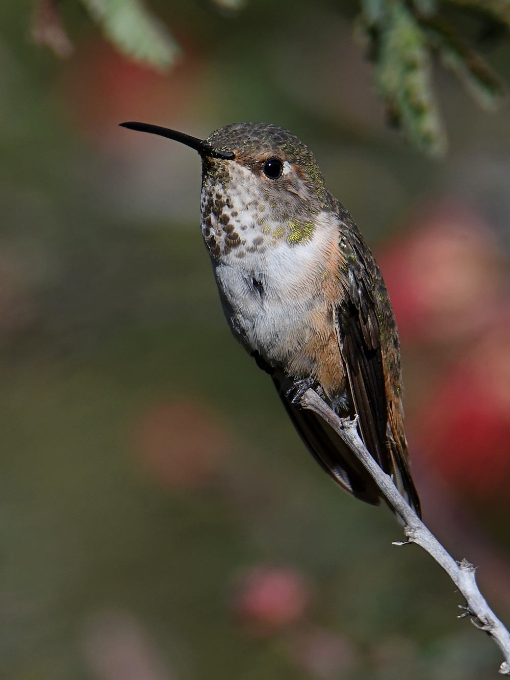 Hummer13.jpg