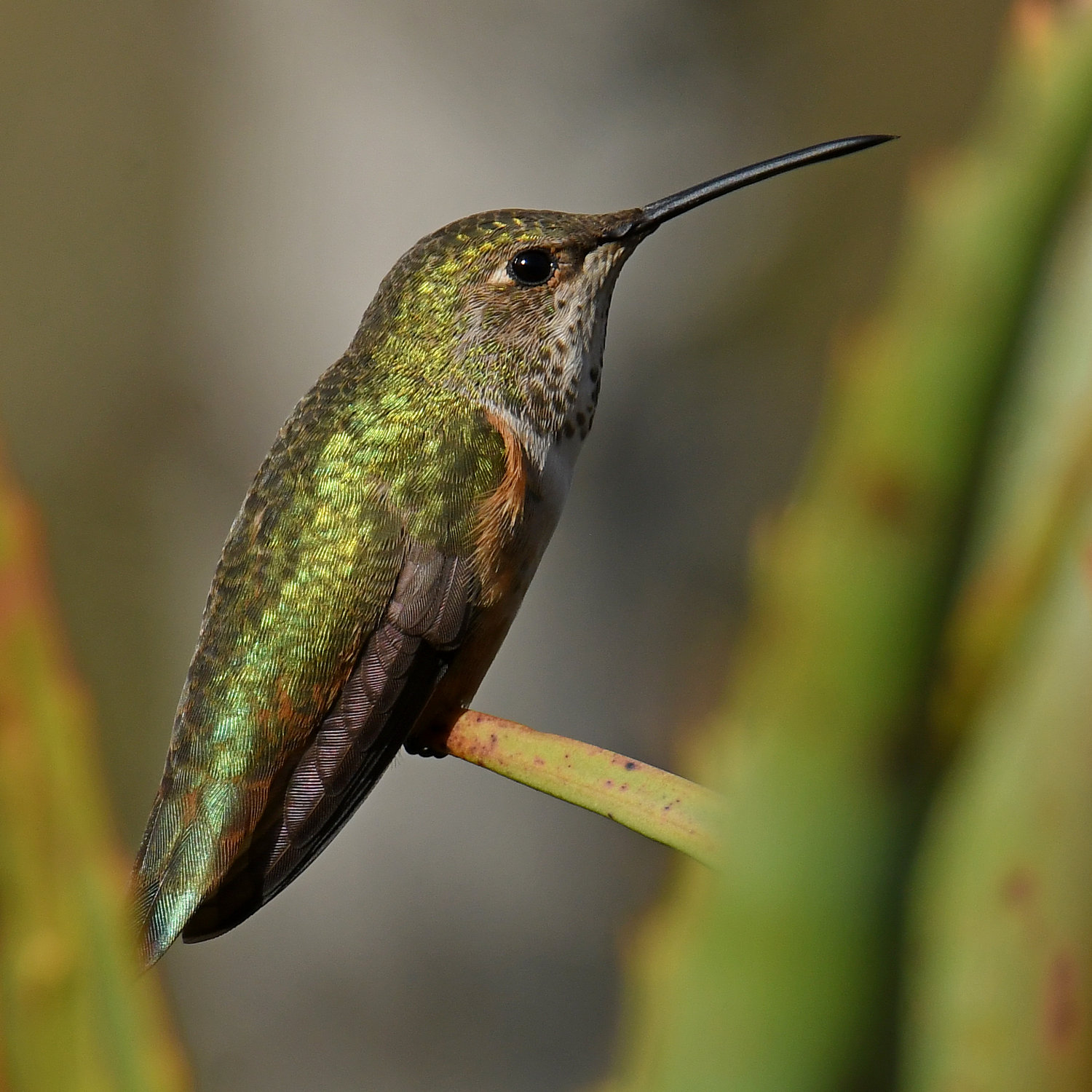 Hummer13.jpg