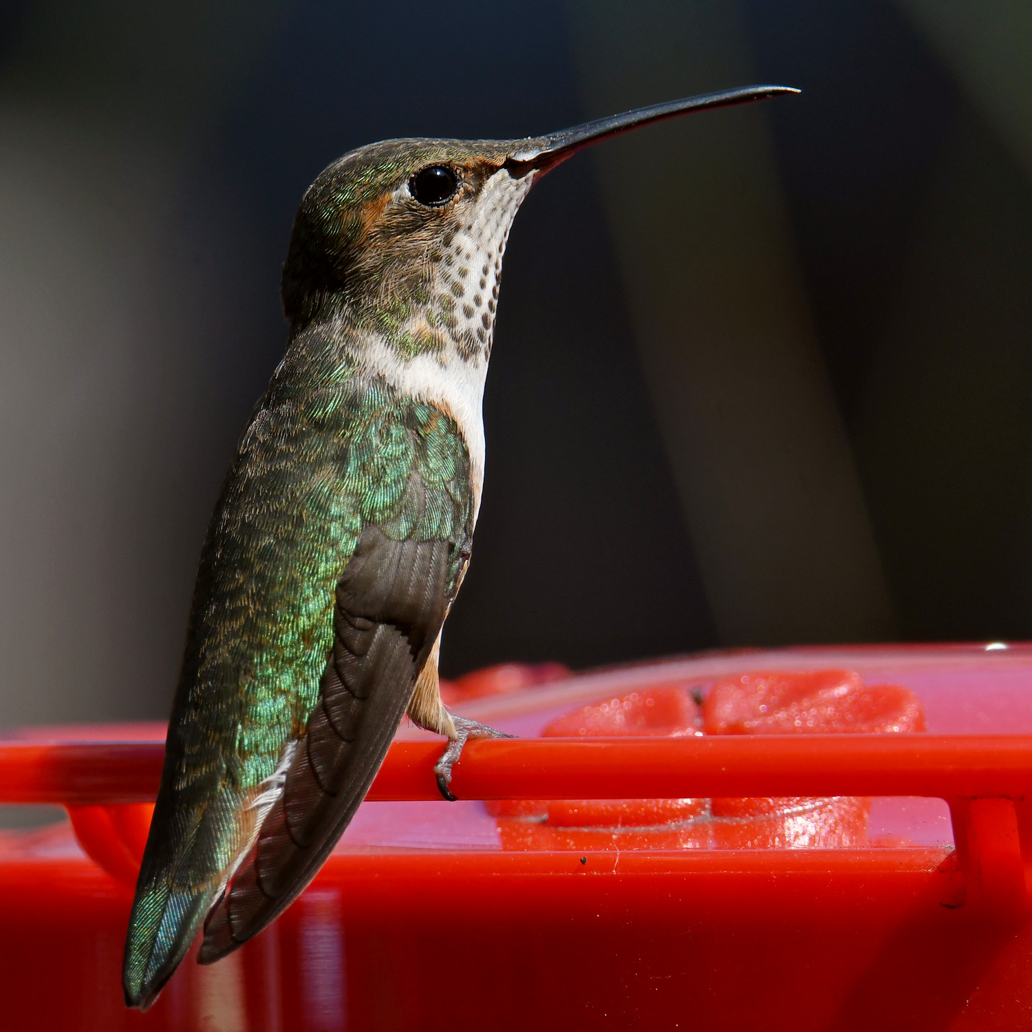Hummer13.jpg