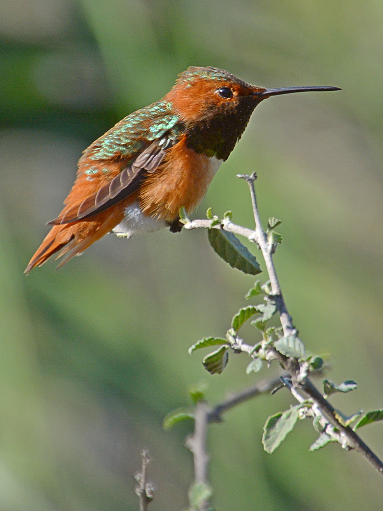 Hummer14.jpg