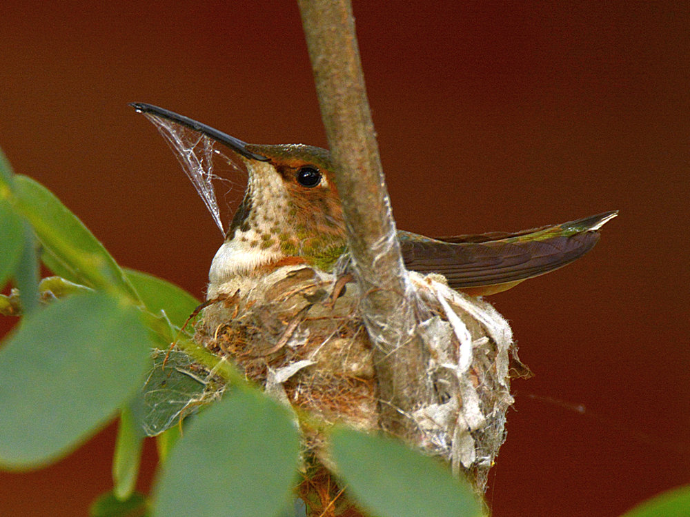Hummer14.jpg