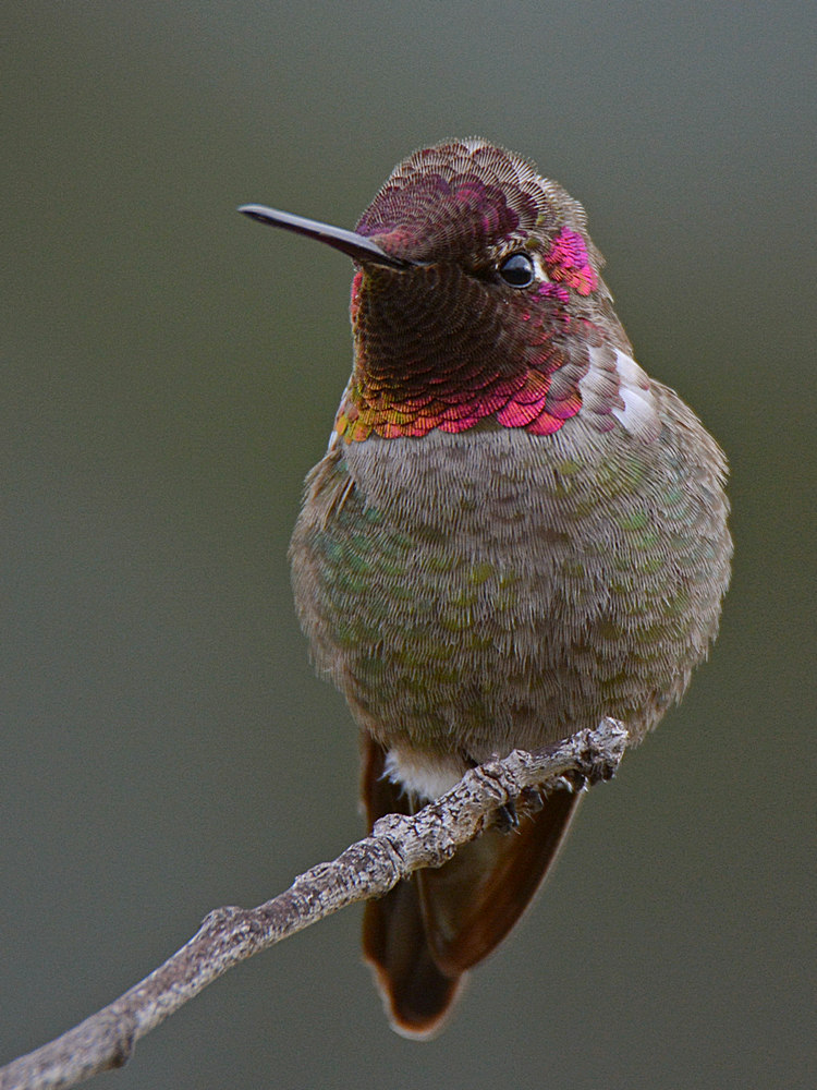 Hummer14.jpg