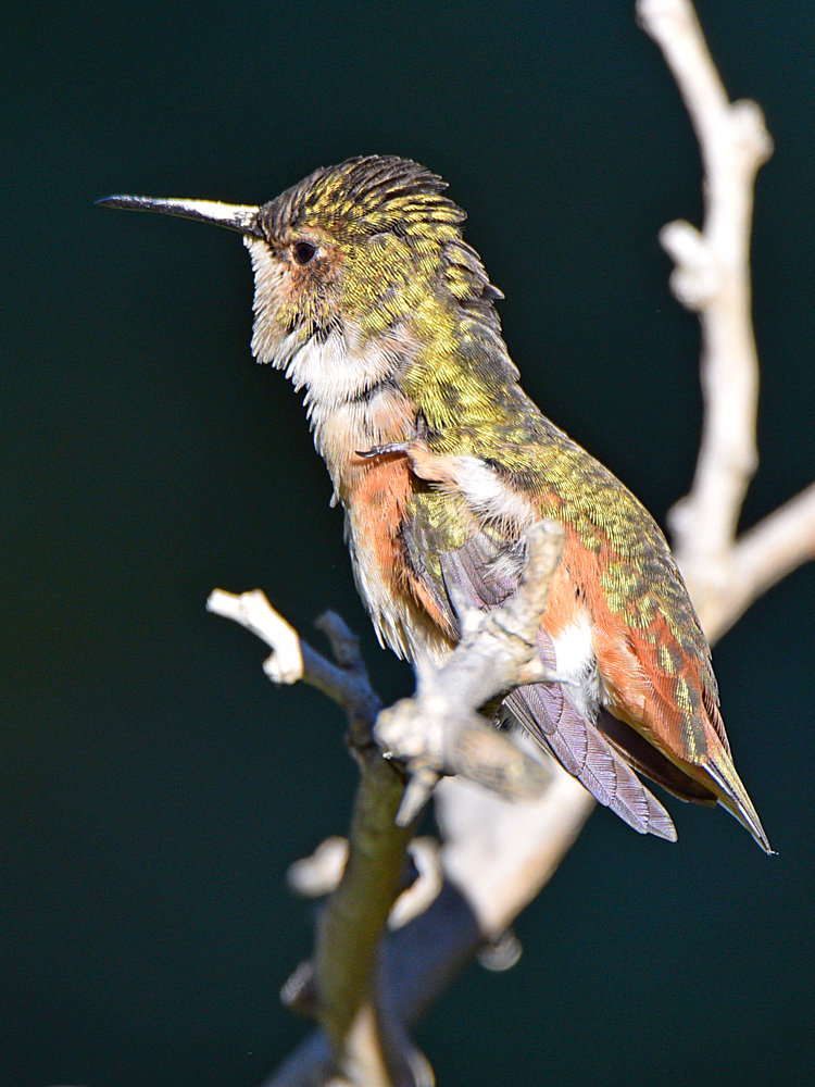 Hummer14.jpg