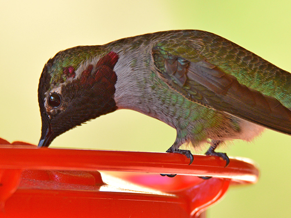 Hummer14.jpg
