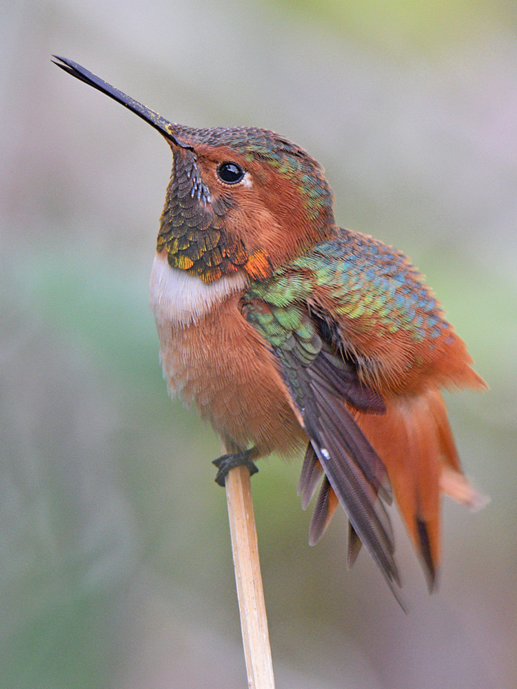Hummer14.jpg