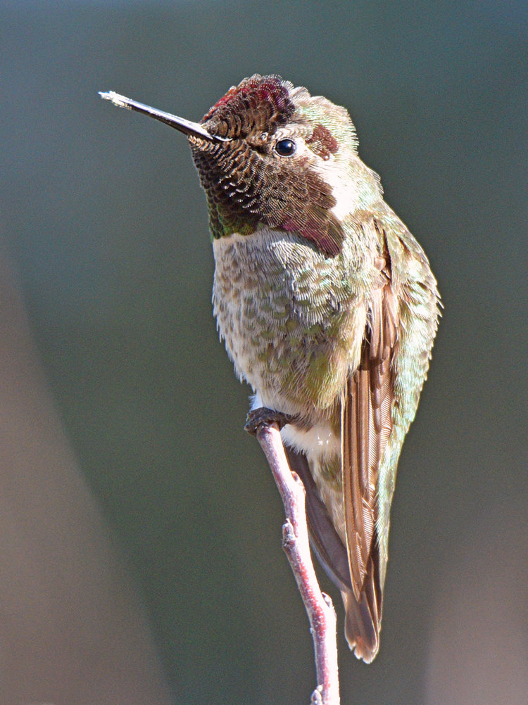 Hummer14.jpg