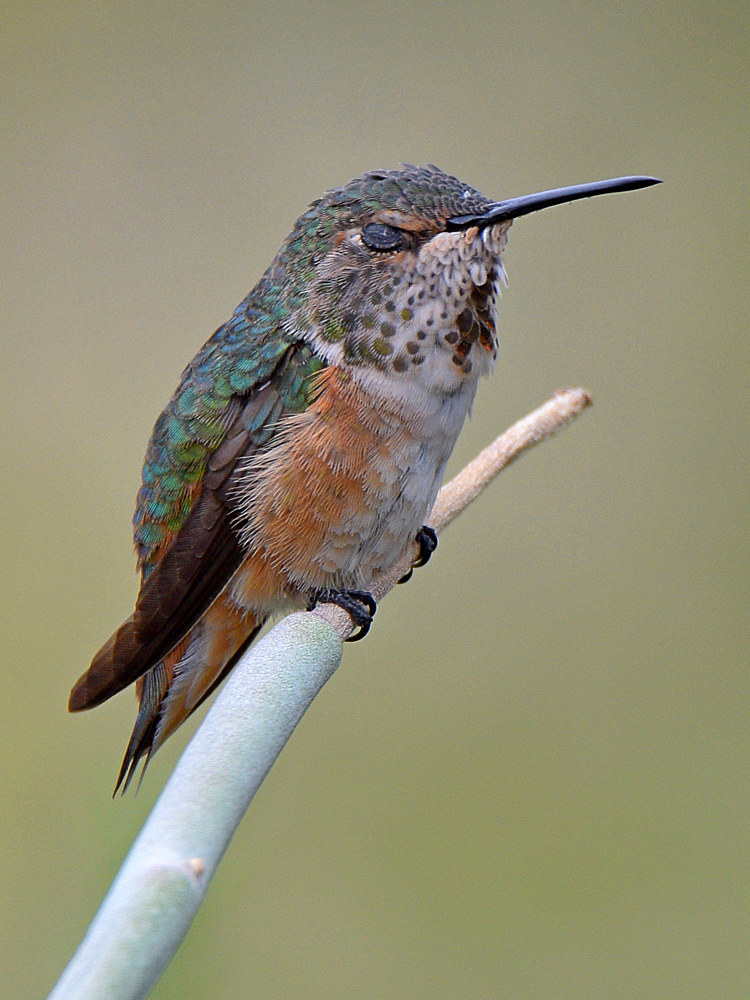 Hummer14.jpg