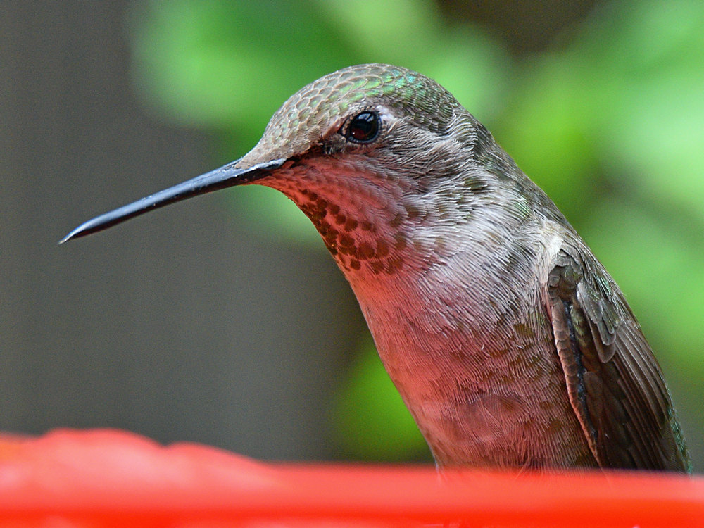 Hummer14.jpg