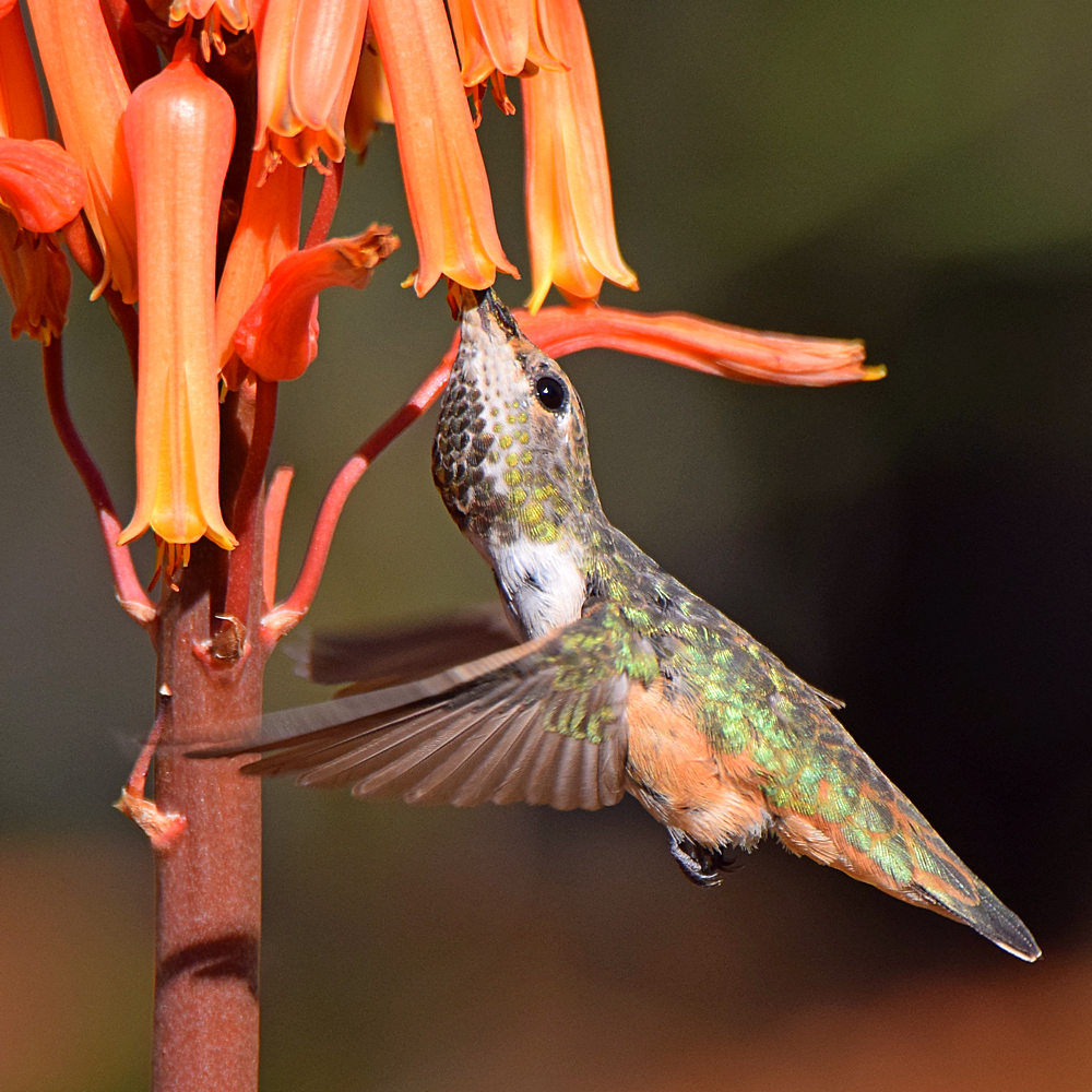 Hummer14.jpg
