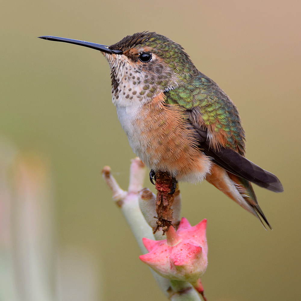 Hummer14.jpg