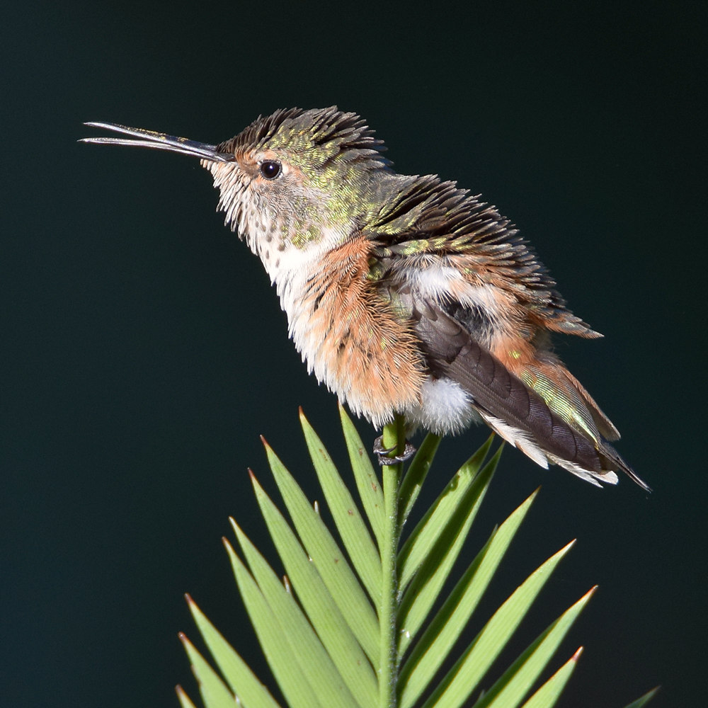Hummer14.jpg
