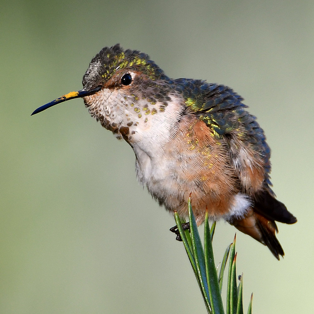 Hummer14.jpg