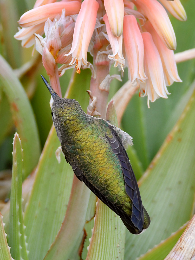 Hummer14.jpg