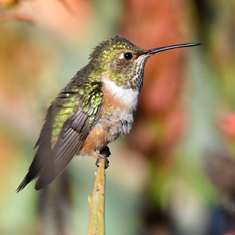 Hummer14.jpg