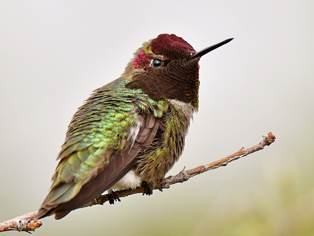 Hummer14.jpg