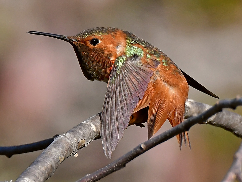 Hummer14.jpg