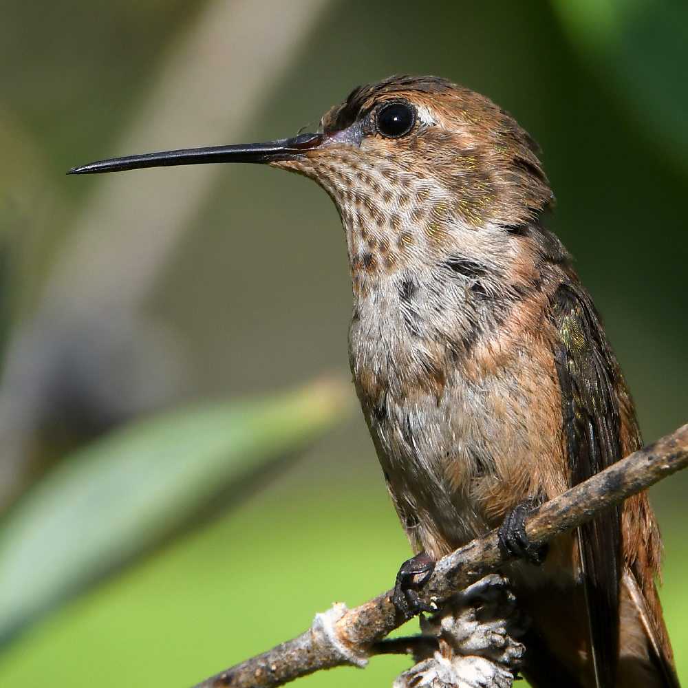 Hummer14.jpg