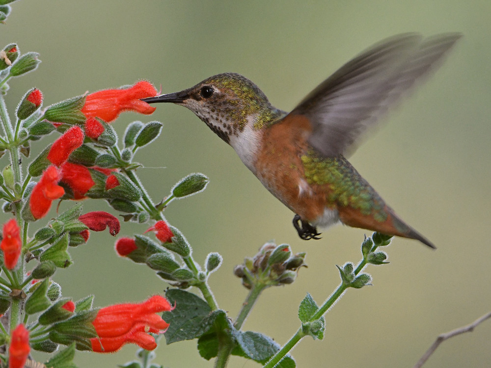 Hummer14.jpg
