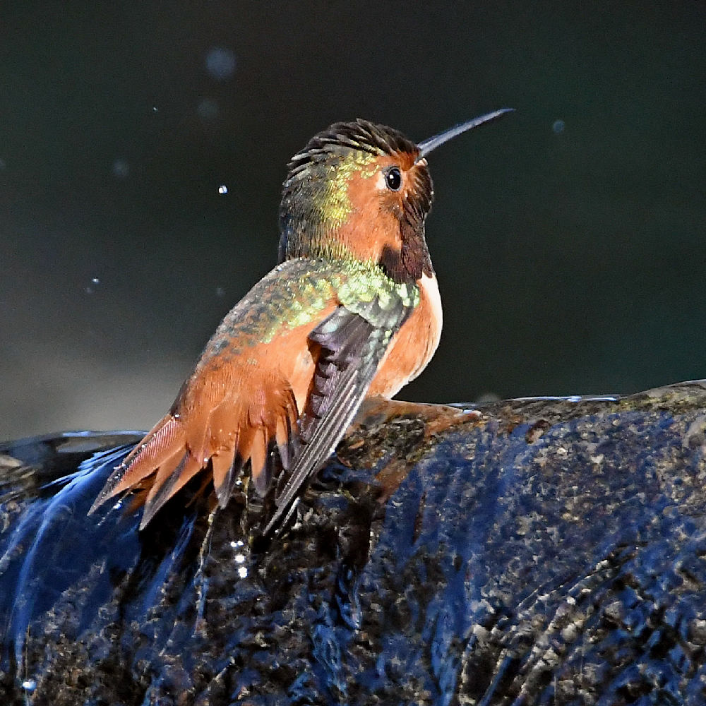 Hummer14.jpg
