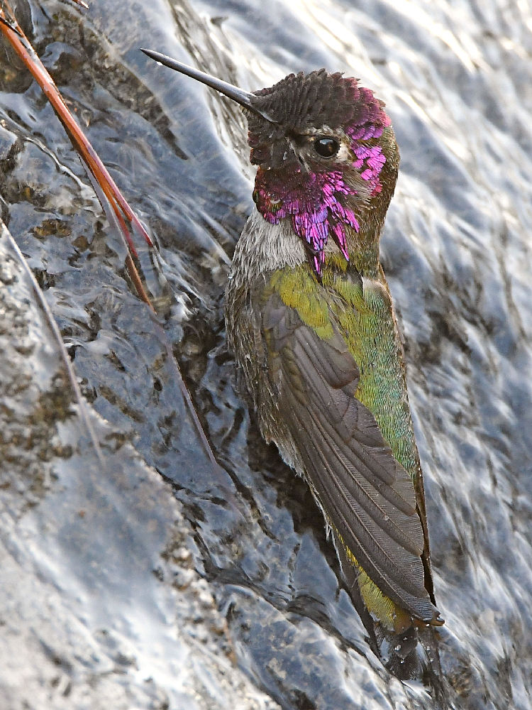Hummer14.jpg