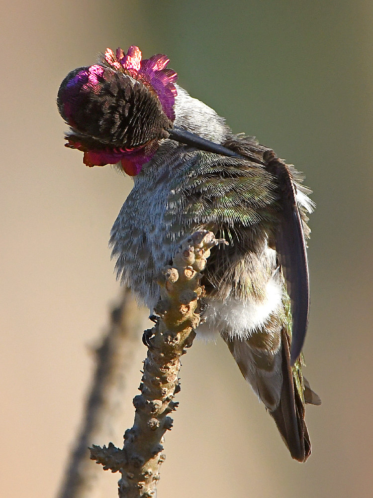 Hummer14.jpg