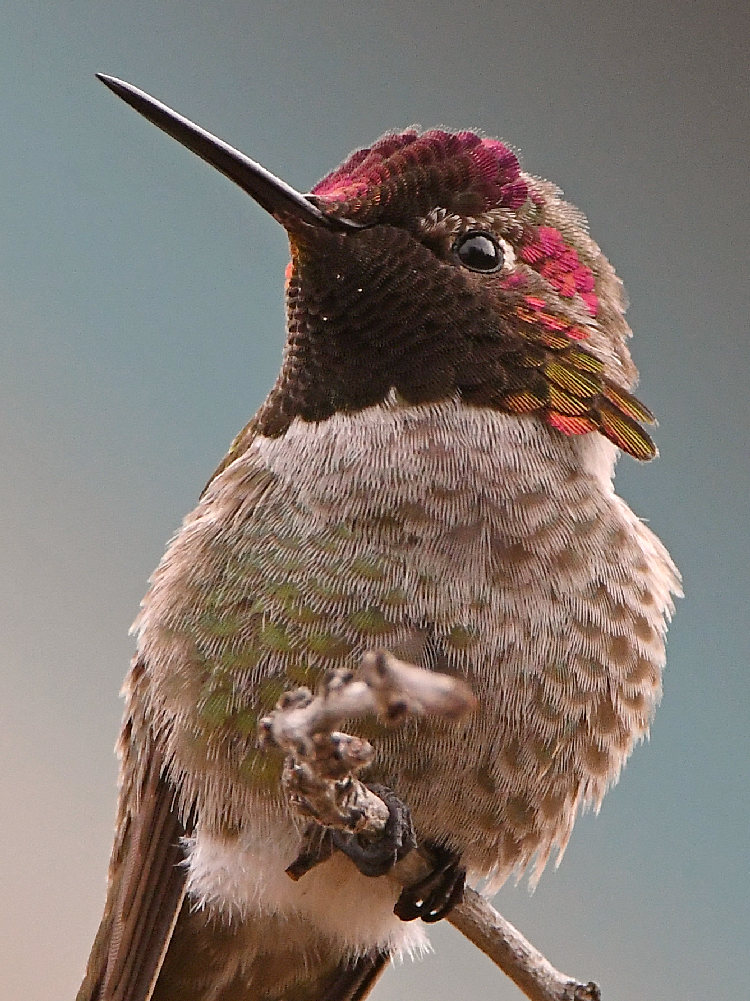Hummer14.jpg