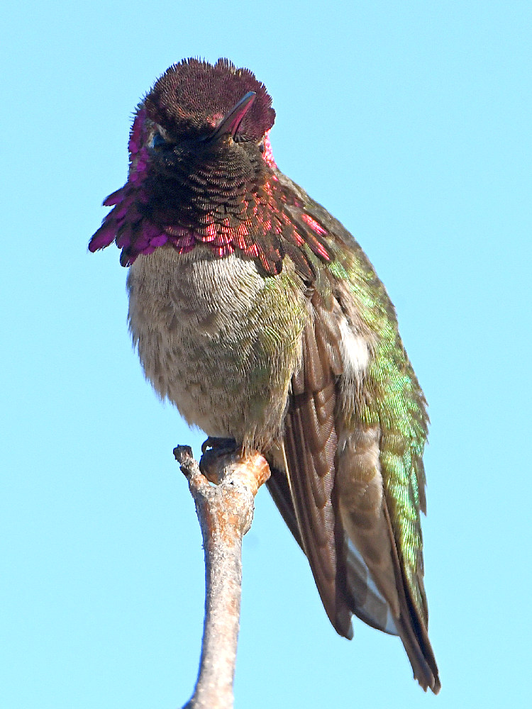 Hummer14.jpg