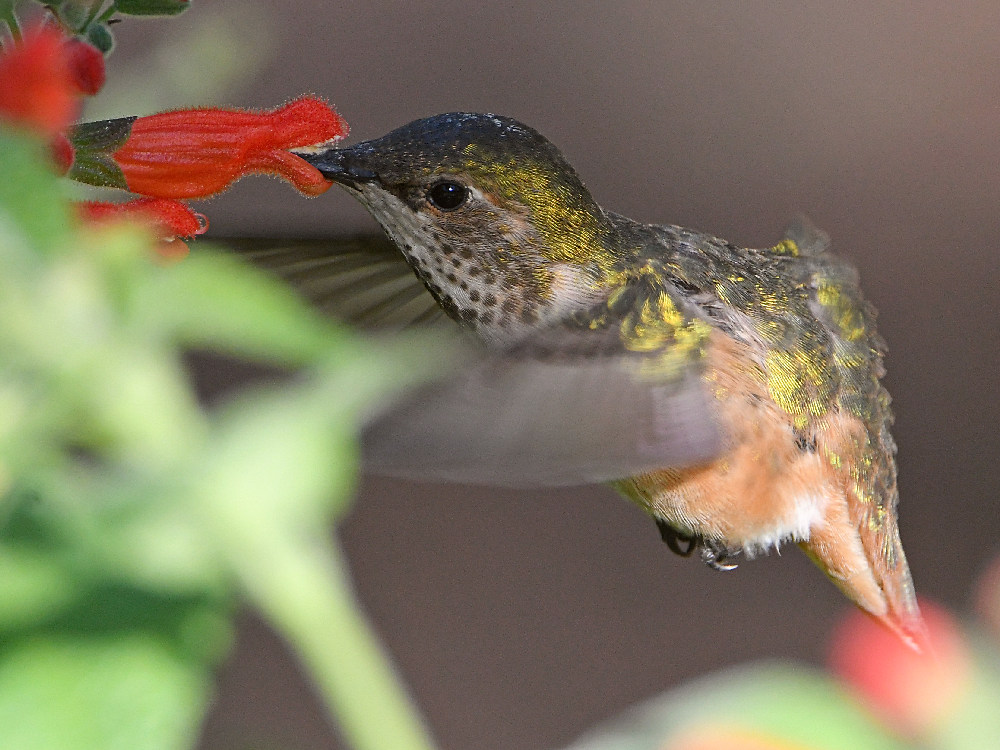 Hummer14.jpg