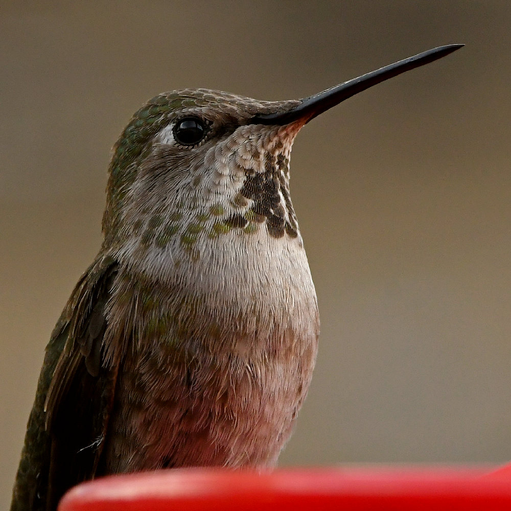 Hummer14.jpg