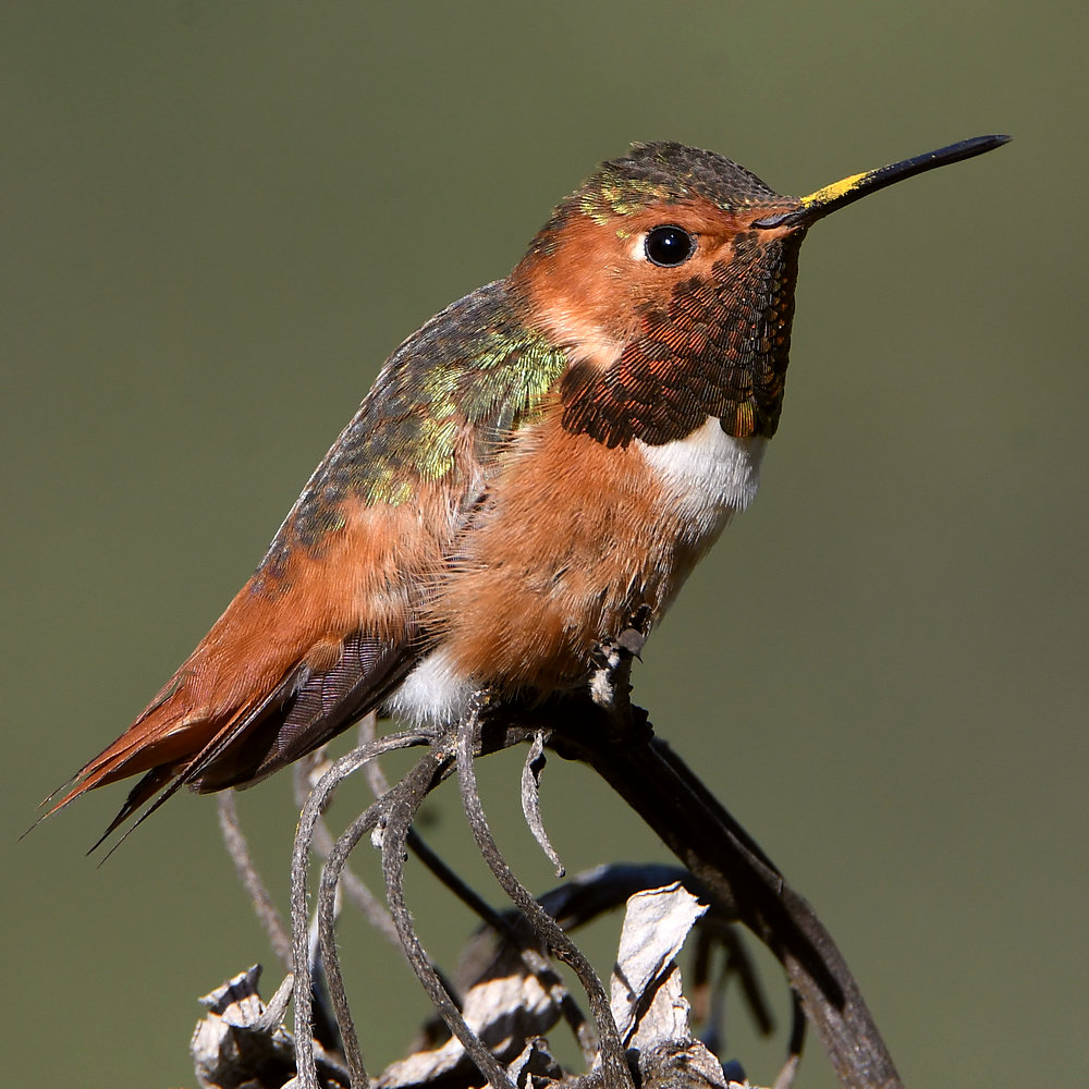 Hummer14.jpg