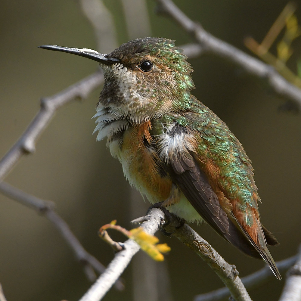 Hummer14.jpg