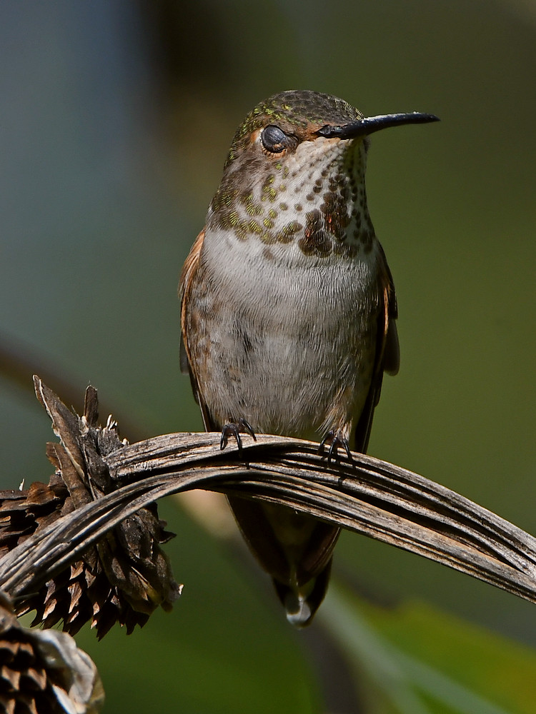 Hummer14.jpg