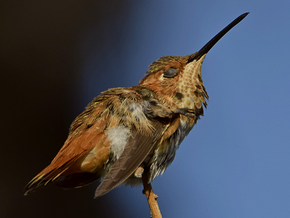 Hummer14.jpg