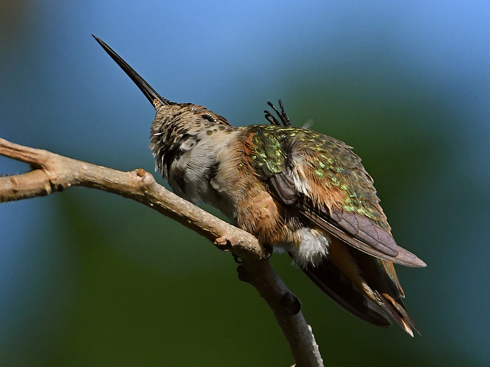 Hummer14.jpg