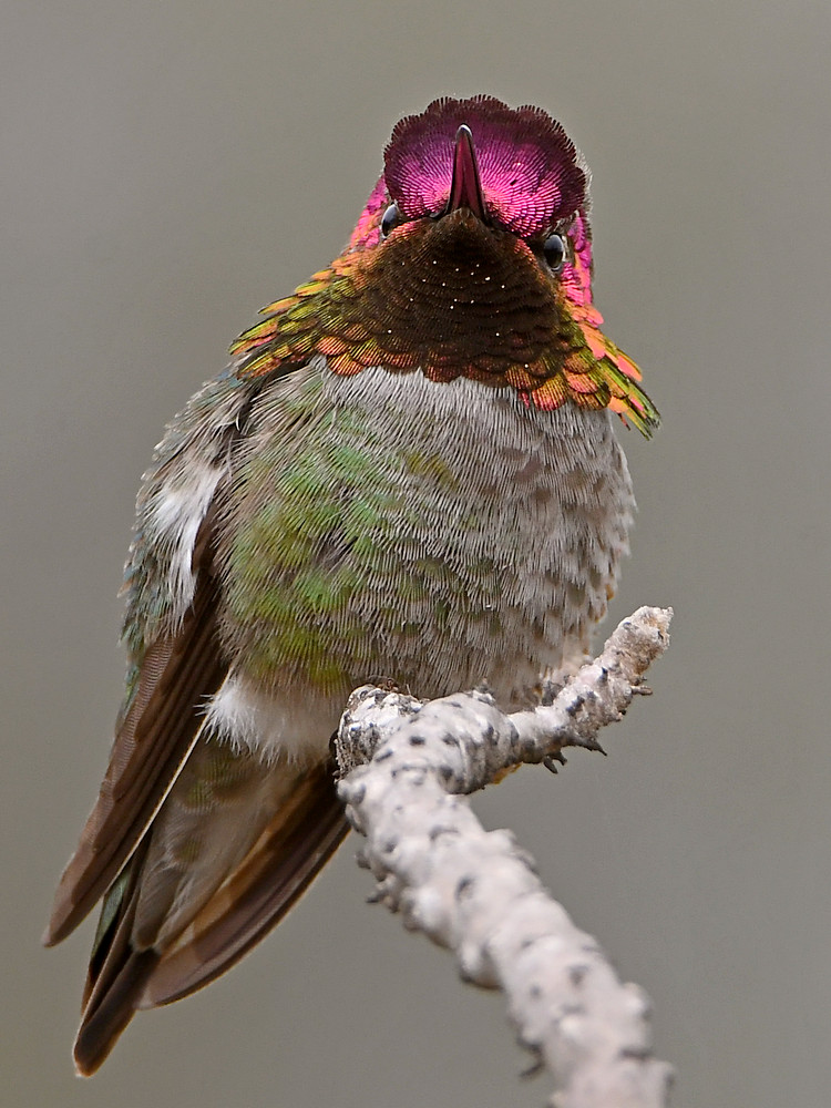 Hummer14.jpg