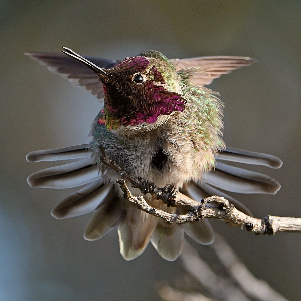 Hummer14.jpg