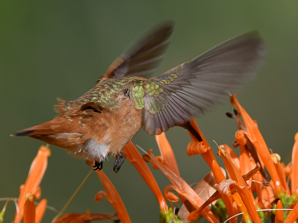 Hummer14.jpg