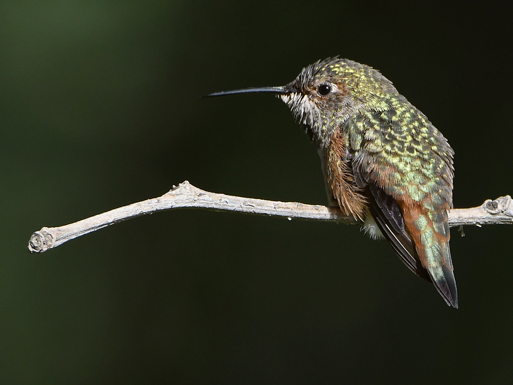 Hummer14.jpg